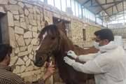 پایش بیماری مشمشه در جمعیت اسب توسط شبکه دامپزشکی شهرستان دهاقان